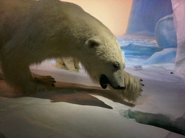 polar bear