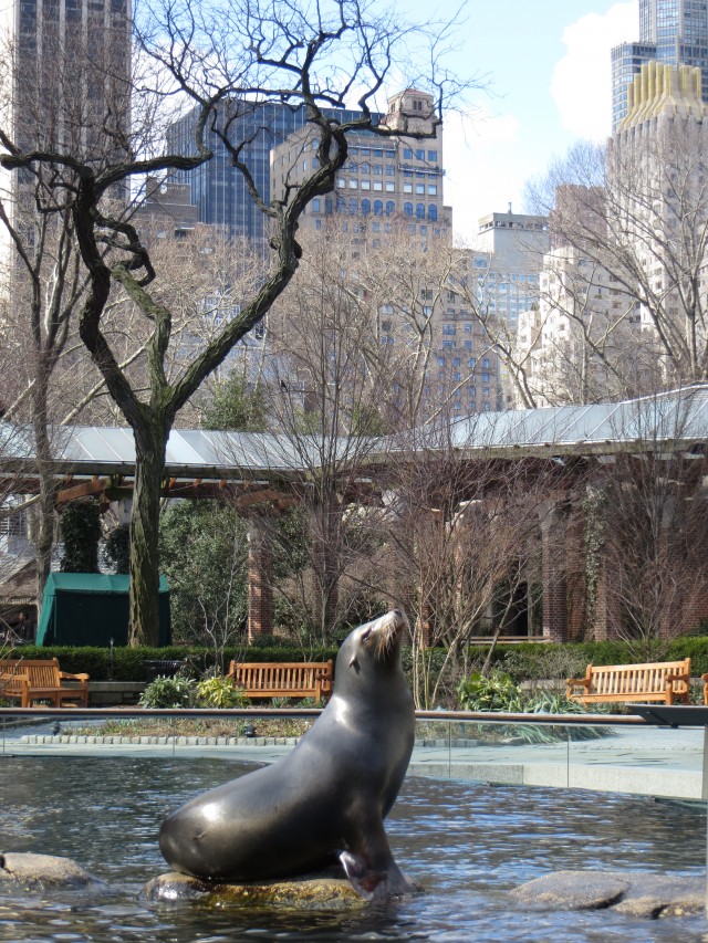 Seal at the Central Park Zoo.