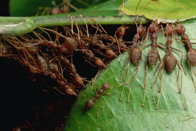 Weaver ants