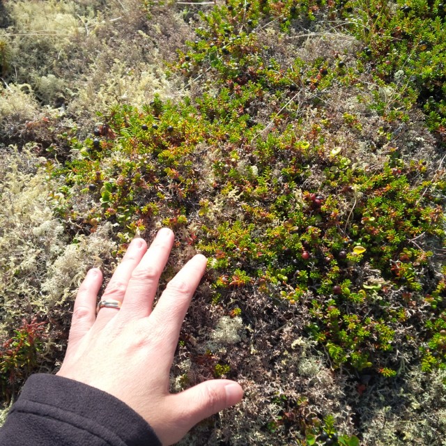 Tundra on shore of Great Bear River