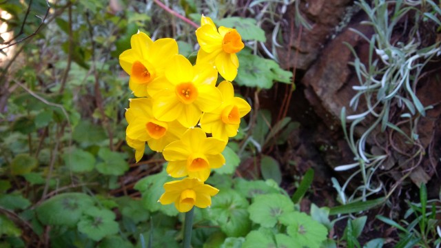 Despite the winter weather, there were some beautiful buds.